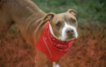 Staffordshire Bull Terrier and American Staffordshire Terrier Dogs Available for Adoption - JAX | PetCurious