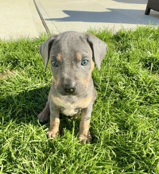 Crush -  Australian Cattle Dog Blue Heeler Dog for Adoption in Copiague, New York - Crush | PetCurious