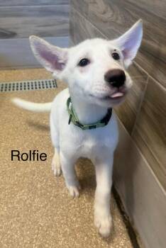 Rescue German Shepherd Dog Dogs for Adoption in Glendale, Arizona - White German Shepherd - Fonize, Nico, Rolfie, And Simba | PetCurious