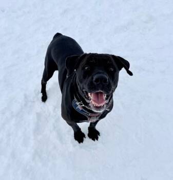 Rescue Black Labrador Retriever Dogs for Adoption in Greater Sudbury, Ontario - Prissy | PetCurious