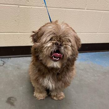 Mixed Breed Dogs Available for Adoption in Memphis, Tennessee - Zeus | PetCurious