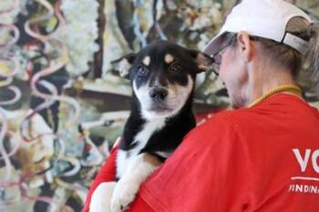 Barnaby FKA Havik -  Mixed Breed Dog for Adoption in West Chester, Pennsylvania - Barnaby FKA Havik | PetCurious