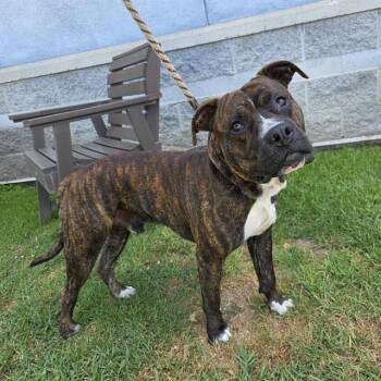 CORBIN -  Pit Bull Terrier and Boxer Dog for Adoption in Long Beach, California - CORBIN | PetCurious