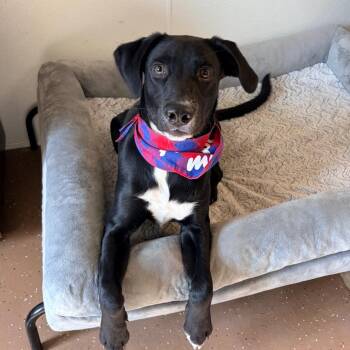 Black Labrador Retriever Dogs Available for Adoption - Spud | PetCurious