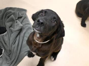 Abner -  Labrador Retriever and Newfoundland Dog Dog for Adoption in Portland, Oregon - Abner | PetCurious