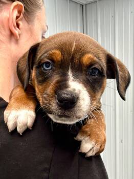 Reba pup2 -  Cattle Dog and Mixed Breed Dog for Adoption in Muskegon, Michigan - Reba Pup2 | PetCurious