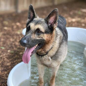 Garity -  German Shepherd Dog Dog for Adoption in Boerne, Texas - Garity | PetCurious