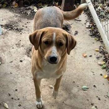 Rescue Mixed Breed Dogs for Adoption in Gadsden, Alabama - ELM 59 | PetCurious