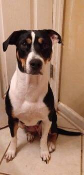 Rescue Border Collie and Catahoula Leopard Dog Dogs for Adoption in Nokomis, Florida - Puddin' | PetCurious