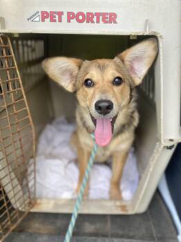 Kit -  Corgi Dog for Adoption in Manchester, Connecticut - Kit | PetCurious