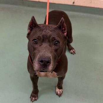 Marilyn -  Mixed Breed Dog for Adoption in Memphis, Tennessee - Marilyn | PetCurious