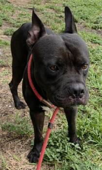 TOROE -  American Staffordshire Terrier Dog for Adoption in Fort Lauderdale, Florida - TOROE | PetCurious