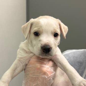 Baltimore -  Mixed Breed Dog for Adoption in Charleston, West Virginia - Baltimore | PetCurious