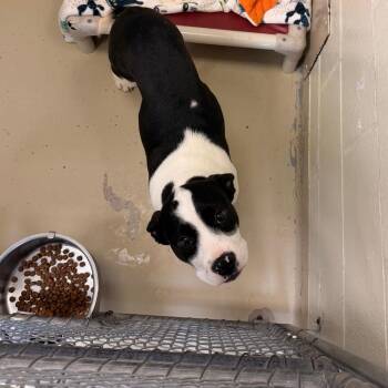 Pit Bull Terrier Dogs Available for Adoption - Amber | PetCurious