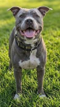 American Staffordshire Terrier and Mixed Breed Dogs Available for Adoption in Akron, Ohio - CHOWDER | PetCurious
