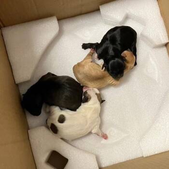 Chihuahua and Pug Dogs Available for Adoption in Midland, Texas - Ella (Sugar Bean) | PetCurious