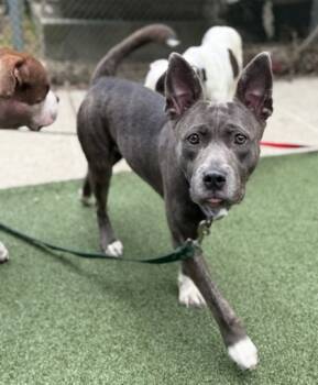 Rescue Pit Bull Terrier and Mixed Breed Dogs for Adoption in Valley View, Ohio - Violet | PetCurious