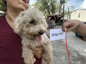 LULU -  Bichon Frise Dog for Adoption in Ocala, Florida - LULU | PetCurious