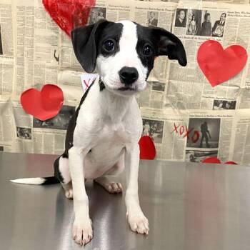 Pit Bull Terrier Dogs Available for Adoption - Shandy #22395 | PetCurious