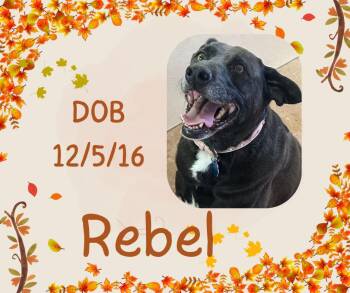Rescue Labrador Retriever Dogs for Adoption in Tama, Iowa - Rebel | PetCurious