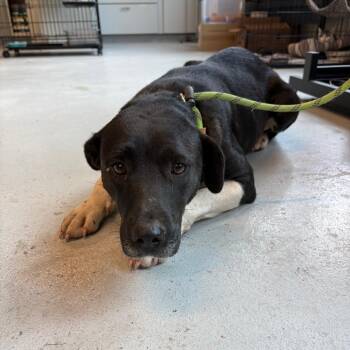 Claudia Stray Hold 11/1 -  Mixed Breed Dog for Adoption in Huntington, West Virginia - Claudia Stray Hold 11/1 | PetCurious