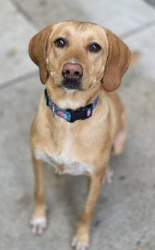 Carmella -  Labrador Retriever and Beagle Dog for Adoption in Woodsfield, Ohio - Carmella | PetCurious