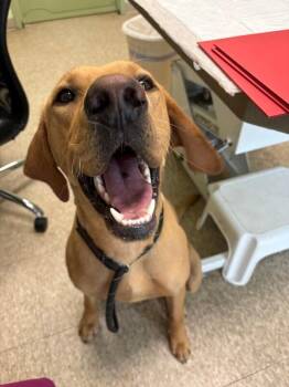 Kovu -  Hound and Labrador Retriever Dog for Adoption in Warren, Pennsylvania - Kovu | PetCurious