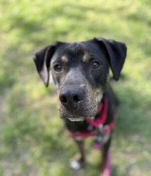 Mixed Breed Dogs Available for Adoption in Durham, North Carolina - Owen | PetCurious