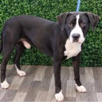 Tudney -  Black Labrador Retriever Dog for Adoption in Chesapeake, Virginia - Tudney | PetCurious