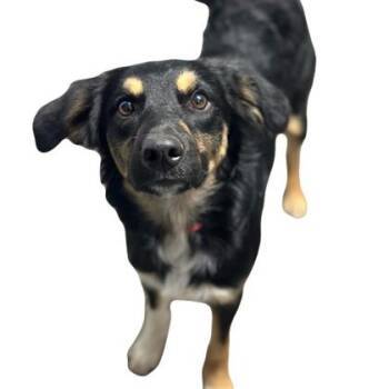 Riverton -  Border Collie Dog for Adoption in Red Bluff, California - Riverton | PetCurious