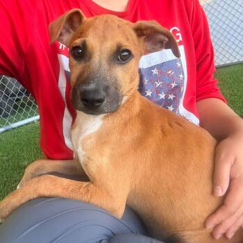 Mixed Breed Dogs Available for Adoption in New York, New York - Rey | PetCurious
