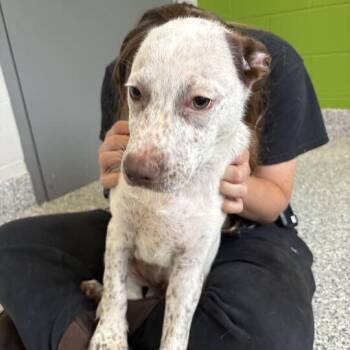 Athena -  German Shepherd Dog and Australian Cattle Dog Blue Heeler Dog for Adoption in Jackson, Michigan - Athena | PetCurious