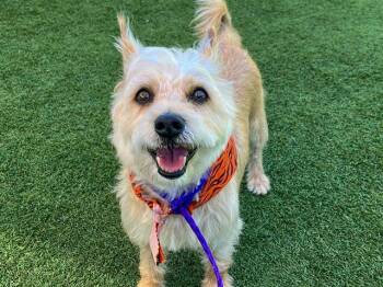 Cairn Terrier Dogs Available for Adoption in Tustin, California - APPA | PetCurious