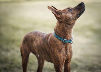 Beautiful Sully is looking for his home -  Labrador Retriever Dog for Adoption in Houston, Texas - Beautiful Sully Is Looking For His Home | PetCurious