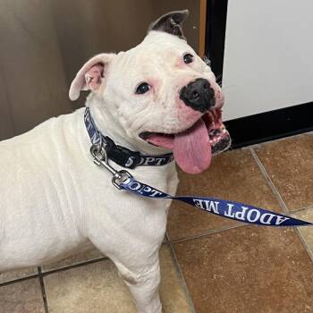 FWT Mojo -  Pit Bull Terrier Dog for Adoption in Midland, Texas - FWT Mojo | PetCurious