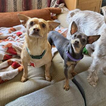 Chihuahua Dogs Available for Adoption in Boulder, Colorado - Jake & Peanut | PetCurious