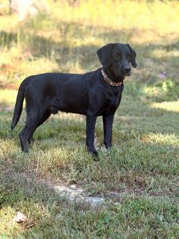 Cody -  Black Labrador Retriever and Mixed Breed Dog for Adoption in Gradyville, Kentucky - Cody | PetCurious