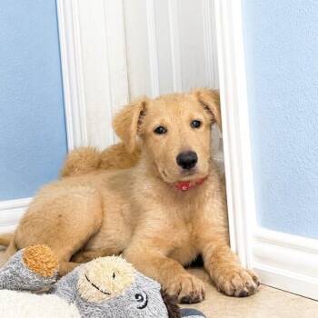 Ronaldo Fifa Our Golden Retriever Family Fun Boy -  Golden Retriever and Labrador Retriever Dog for Adoption in Friendswood, Texas - Ronaldo Fifa Our Golden Retriever Family Fun Boy | PetCurious