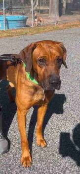 Rescue Boxer and English Springer Spaniel Dogs for Adoption in Salisbury, Maryland - Uncle Jesse | PetCurious