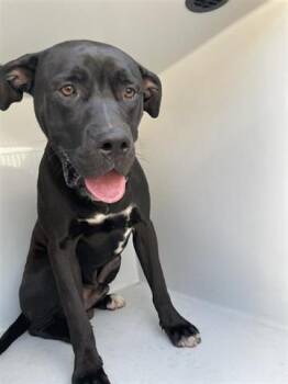 Rescue Labrador Retriever and Pit Bull Terrier Dogs for Adoption in Houston, Texas - A644141 | PetCurious