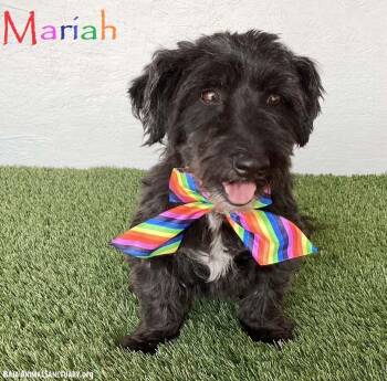 Mariah -  Labradoodle and Cairn Terrier Dog for Adoption in San Diego, California - Mariah | PetCurious