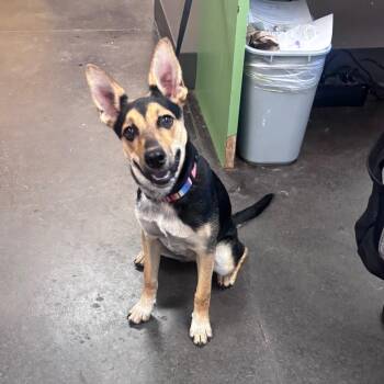 Tabatha/Tabby -  Mixed Breed Dog for Adoption in Norman, Oklahoma - Tabatha/Tabby | PetCurious