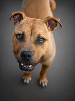 Goldie -  Pit Bull Terrier and Mixed Breed Dog for Adoption in Bowling Green, Kentucky - Goldie | PetCurious