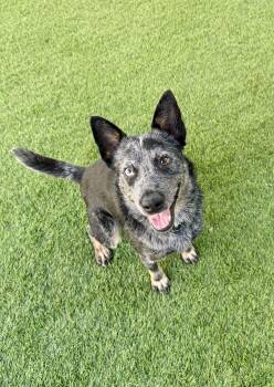 Rescue Australian Cattle Dog Blue Heeler Dogs for Adoption in Agoura Hills, California - Sora | PetCurious