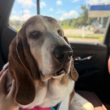 Luna -  Basset Hound Dog for Adoption in Auburndale, Florida - Luna | PetCurious