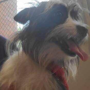 Mixed Breed Dogs Available for Adoption - Travis | PetCurious