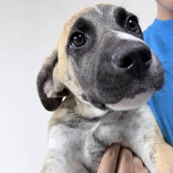 Bronco -  Husky and American Bulldog Dog for Adoption in Tyler, Texas - Bronco | PetCurious