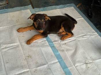 German Shepherd Dog Dogs Available for Adoption - Hades | PetCurious