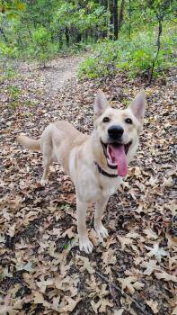 Jasmine -  German Shepherd Dog Dog for Adoption in Oklahoma City, Oklahoma - Jasmine | PetCurious