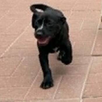 Stella -  Chiweenie and Dachshund Dog for Adoption in Spring, Texas - Stella | PetCurious